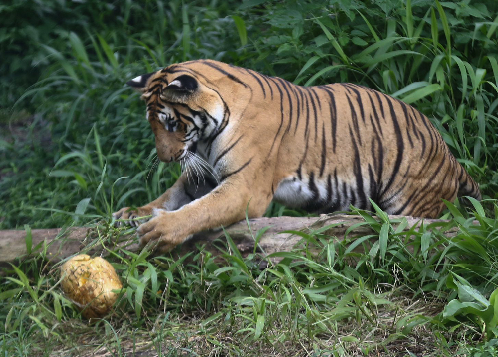 बाघको सङ्ख्या बढ्दा बासस्थानको समस्या